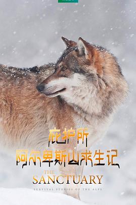 庇护所:阿尔卑斯山求生记图片 庇护所:阿尔卑斯山求生记图片