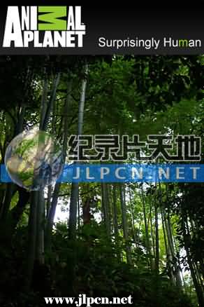 竹子开花的恶兆图片 竹子开花的恶兆图片