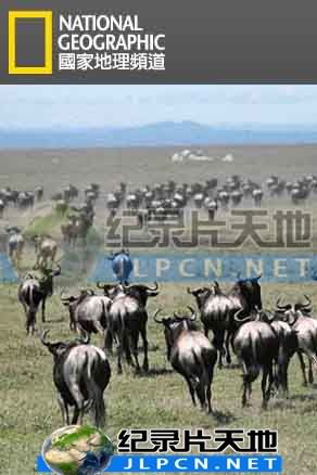 动物大迁徙图片 动物大迁徙图片