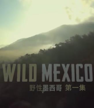 野性墨西哥图片