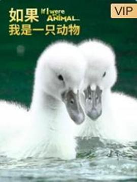 如果我是一只动物图片 如果我是一只动物图片