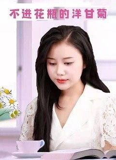 不进花瓶的洋甘菊图片 不进花瓶的洋甘菊图片