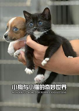 小狗与小猫的奇妙世界图片 小狗与小猫的奇妙世界图片